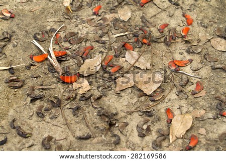 Dried fallen leaves and orange pods on the ground and from a large tree in a local park