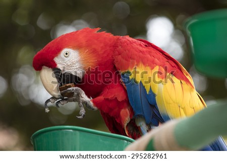 Scarlet Macaw with red, blue and yellow coloring perched at a local plaza in Encinitas California