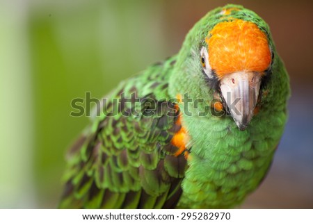 Close up of a Colorful Parrot