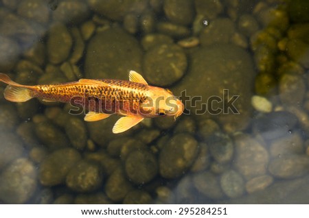 Gold, white, black  and multicolored Koi fish in a pond at a local plaza