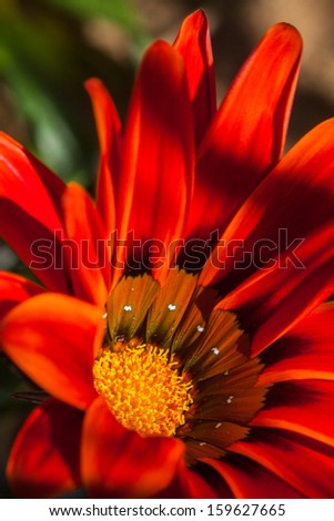 Orange or Red Daisy flower portrait