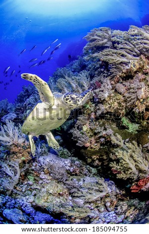 A green turtle coming into land on a reef garden off the walls of the brothers islands in the red sea, Egypt
