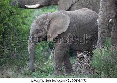 An African elephant calf at its mothers feet
