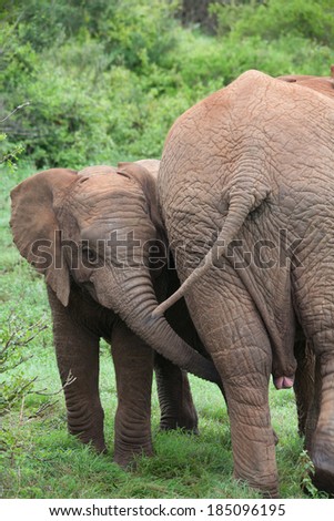 a baby elephant sniffing between another elephant\'s legs