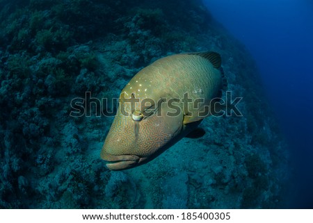 A napoleon wrasse with a coral reef background