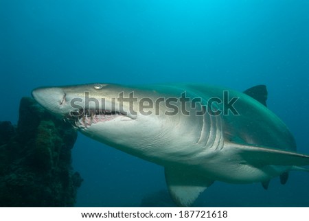 A sand tiger shark swimming close to the reef of Sodwana Bay.