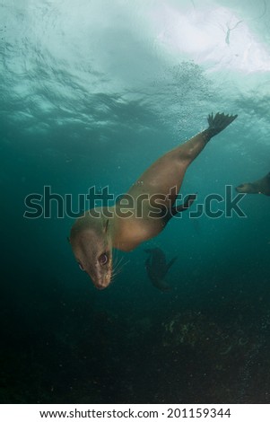 Cape fur seals diving down underwater