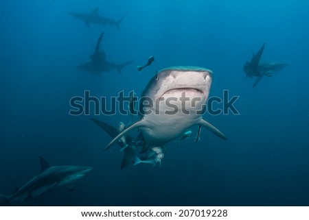 Tiger Shark with blacktip sharks