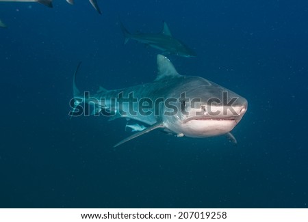 Blacktip shark swimming towards the camera, with tiger shark in the background
