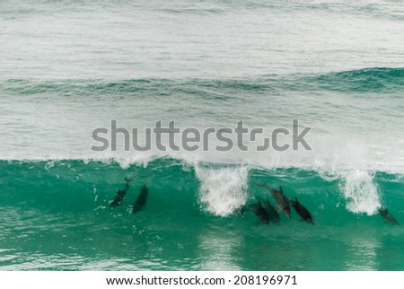 Dolphins riding the waves