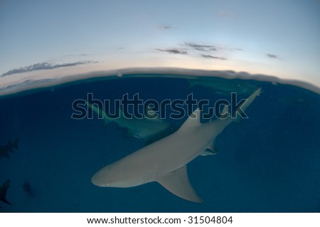 Over under shot of lemon sharks and sunset, Bahamas, America