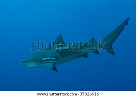 A Bull Shark at Pinnacles in Mozambique