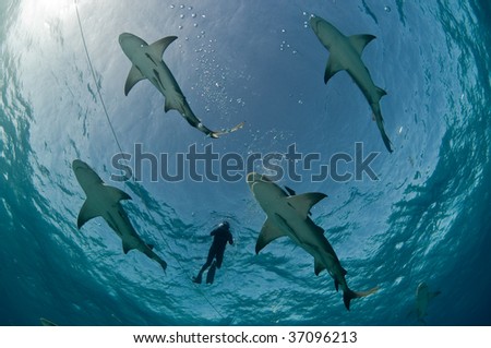 Four Lemon Sharks in the Bahamas, USA