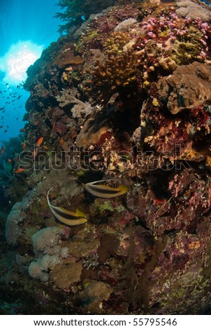 Colourful reef scene, Indian Ocean Egypt