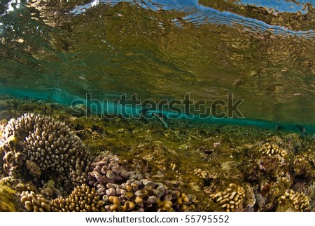 Beautiful reef scene, Indian Ocean, Egypt