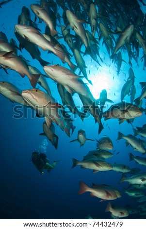 Scuba diver and schooling fish, Ras Mohammed, Egypt