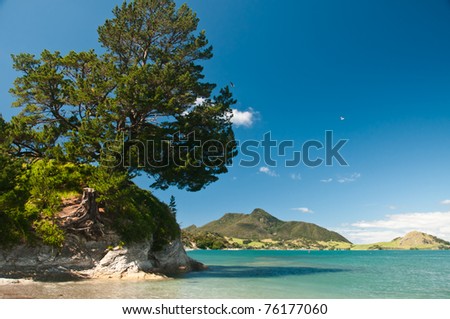 Nz Beach Scene