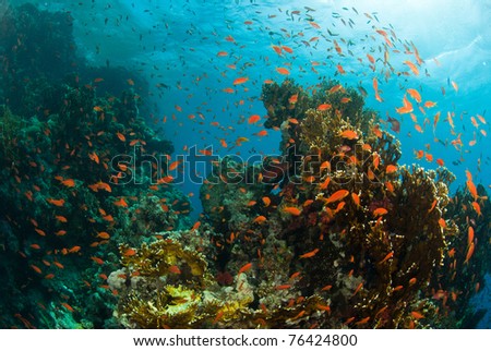 Busy reef with fairy basslets, Ras Mohammed, Egypt