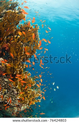 Busy reef with fairy basslets, Ras Mohammed, Egypt
