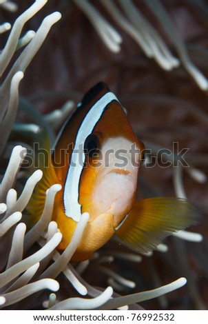 Barrier Reef Anemonefish (Amphiprion akindynos Allen), Indonesia