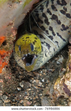 Spot-face moray eel (Gymnothorax fimbriatus), Sulawesi, Indonesia