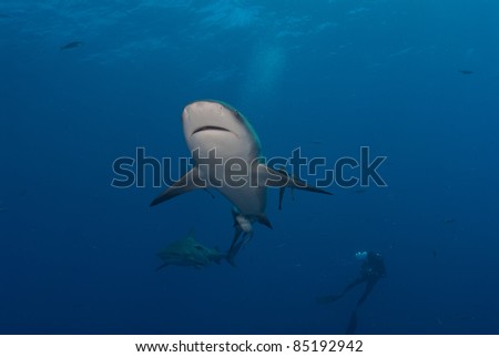 Under view of a bull shark with a diver in the background, Mozambique