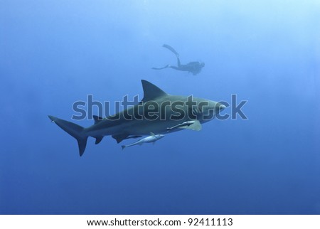 The view of a bull shark with a diver in the background, Pinnacles, Mozambique