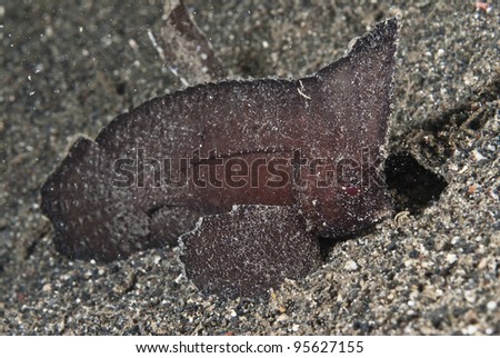 A close up on a spiny leaf fish on the ocean floor, Sulawesi, Indonesia