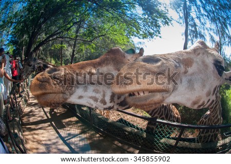 Wide angle of two giraffe at an unusual angle in a feeding enclosure