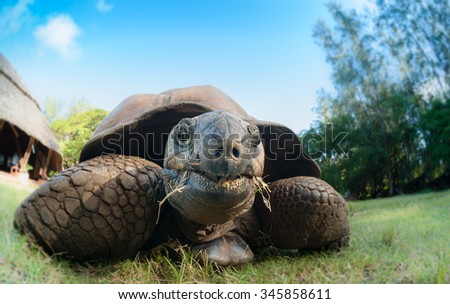 Close up of a giant tortoise taken on eye level with a wide angle lens