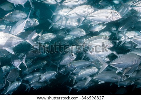 A group of big eye trevally swimming together against the current as a tight group