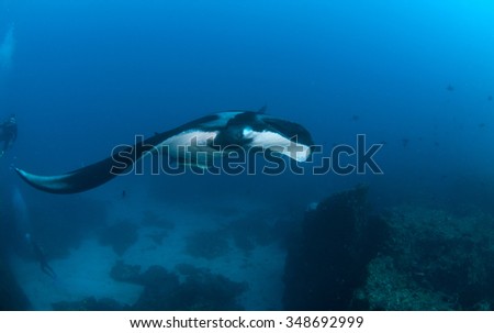 A manta ray with an entourage of cleaner fish swimming past two divers  in clear, deep blue water