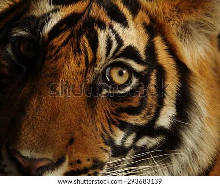 Portrait of a Royal Bengal Tiger in Ranthambhore National Park