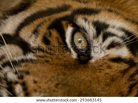 Royal Bengal Tiger with cub in Ranthambhore National Park
