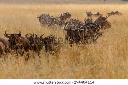 Wildebeest crossing the grassland during the Great Migration in Masai Mara