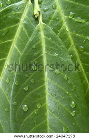 close up of green leaf on white background with clipping path
