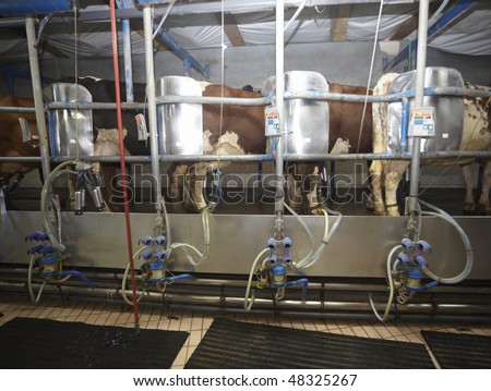 automatic milking system AMS industry cow farm