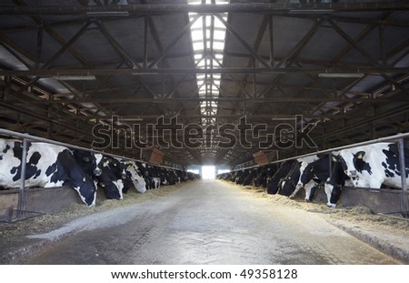 Cattle Farm Design