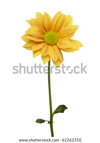 Daisy+flower+white+background