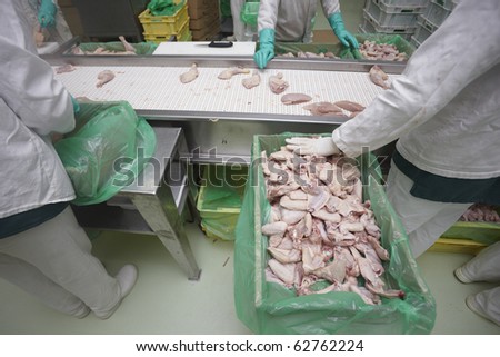 close up of poultry processing in food industry