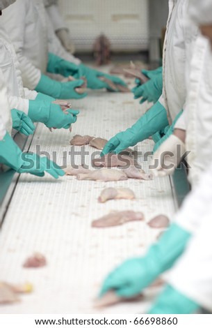 close up of poultry processing in food industry