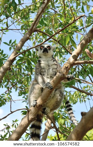 Madagascar's Ring-tailed lemur sitting on the tree.