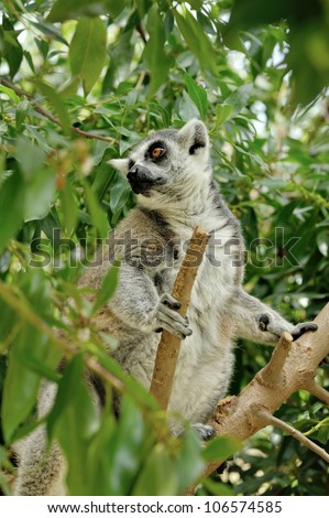 Madagascar's Ring-tailed lemur sitting on the tree.