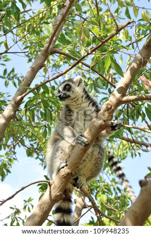 Madagascar's Ring-tailed lemur sitting on the tree. Valencia biopark.