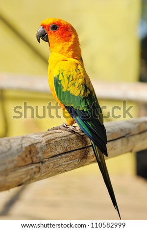 Tropical yellow parrot with green wings, sitting on a wood stick.