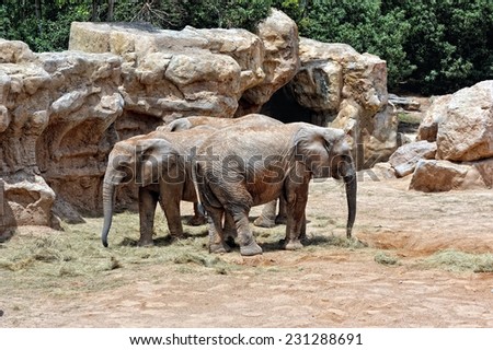 African elephant\'s couple in natural environment. Bio Park in Valencia, Spain.