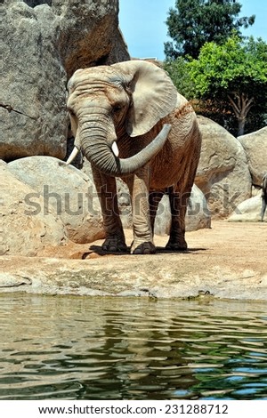 African elephant in natural environment. Bio Park in Valencia, Spain.