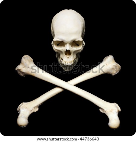 human skull front. stock photo : Real human skull