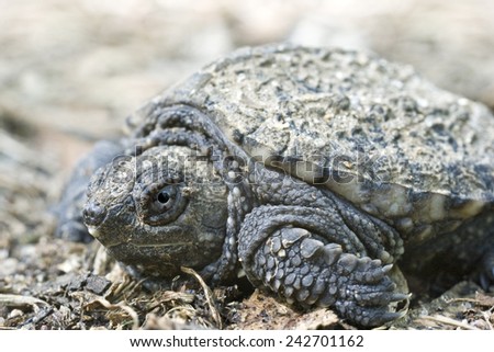 A close-up head and shell shot of a snapping turtle hatchling shot from ground level