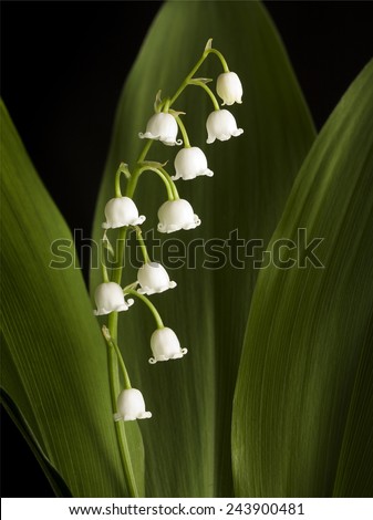 Lily of the Valley with 3 leaves. A studio shot of lily of the valley blossoms framed by 3 leaves.